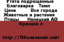 Утята подрощенные “Благоварка“,“Темп“ › Цена ­ 100 - Все города Животные и растения » Птицы   . Ненецкий АО,Красное п.